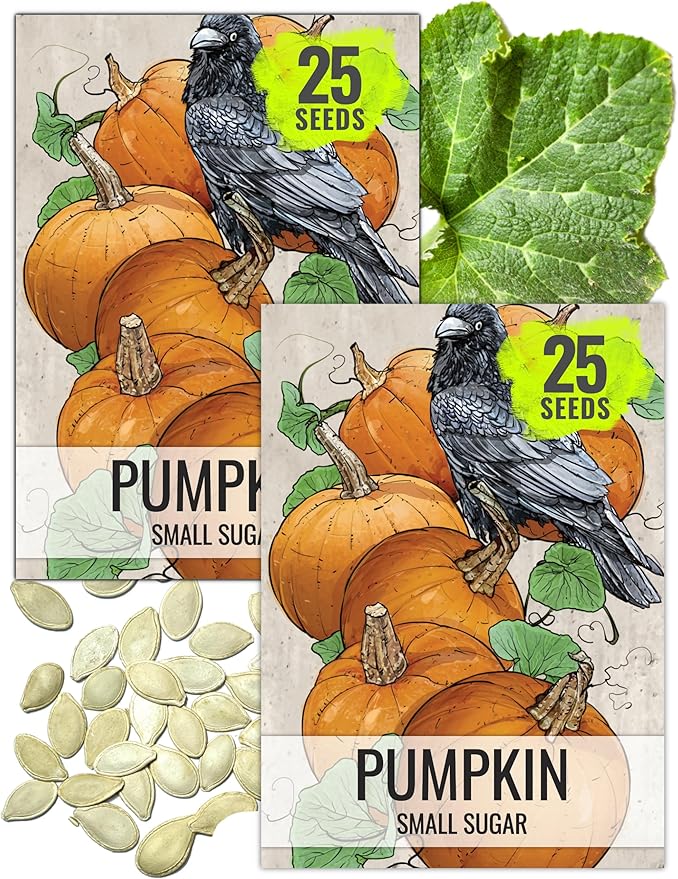 Seed Needs Pumpkin Seeds for Planting Small Sugar Pie Pumpkins - Non-GMO Heirloom & Untreated Vegetable Seeds to Plant a Home Grown Vegetable Garden/Pumpkin Patch (2 Packs)