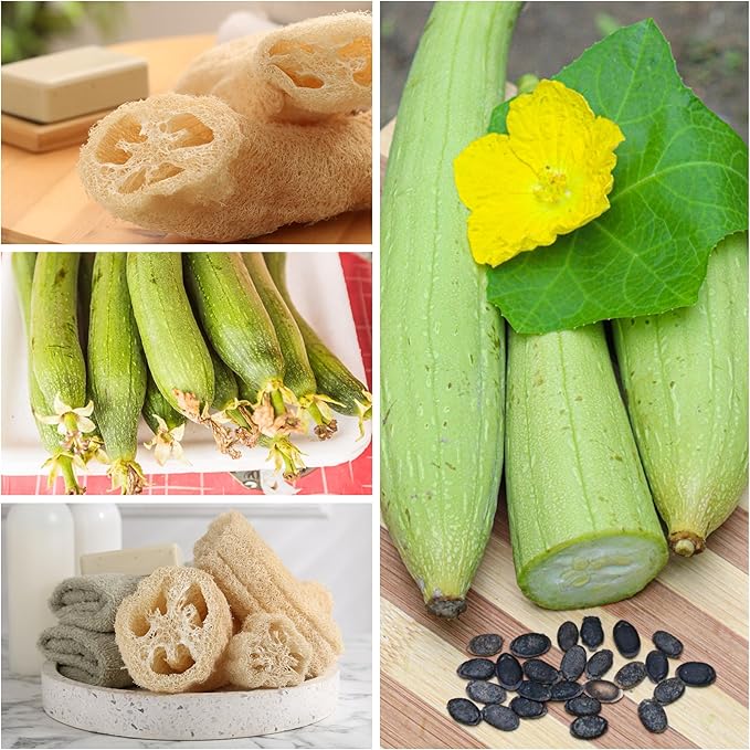 Seed Needs Luffa Seeds for Planting Loofah Sponge Gourds - Non-GMO Heirloom & Untreated Veggie Seed to Plant a Home Grown Outdoor Vegetable Garden (5 Packs)