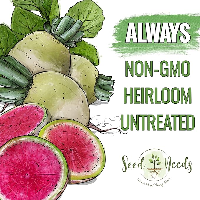 Seed Needs Radish Seeds for Planting Watermelon Radishes - Non-GMO Heirloom & Untreated - Grow a Home Grown Vegetable Garden - Cool Weather Crops (5 Packs)