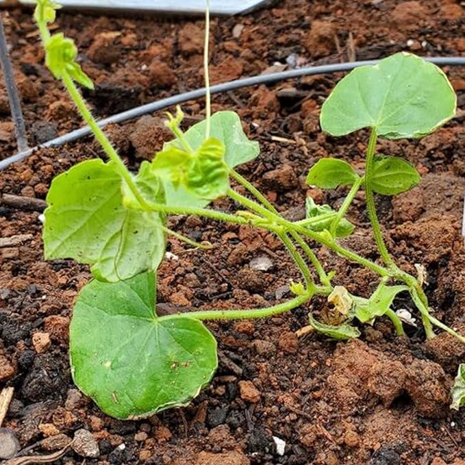 Seed Needs Cucamelon Seeds for Planting Mexican Sour Gherkin Miniature Mouse Melons - Non-GMO Heirloom & Untreated - Grow a Home Grown Indoor Outdoor Vegetable Garden (5 Packs)