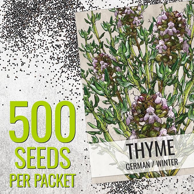 Seed Needs Thyme & Oregano Seeds for Planting Fresh Kitchen Herbs - Non-GMO Heirloom & Untreated Perennial Herb Seed to Plant a Culinary Garden Indoors or Outdoors (2 Packs)