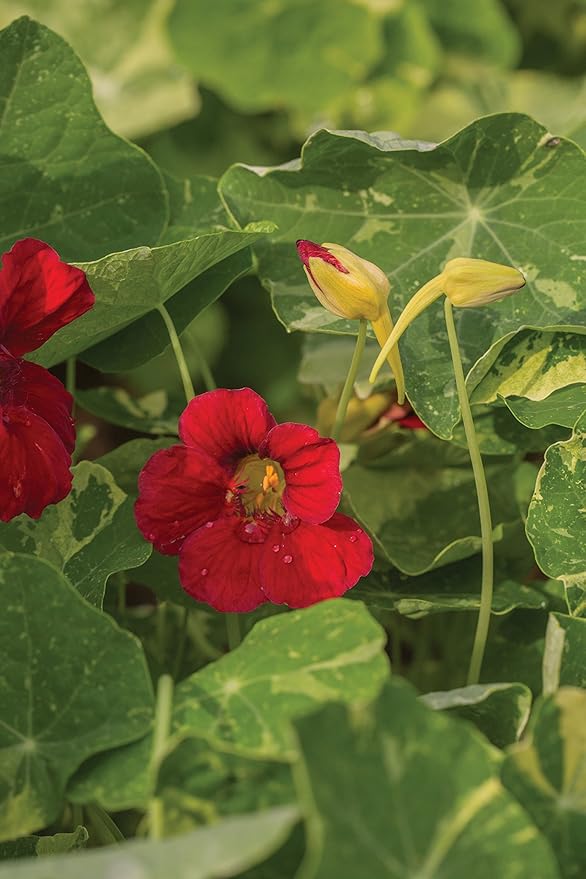 Burpee Troika Red Nasturtium Seeds 50 seeds