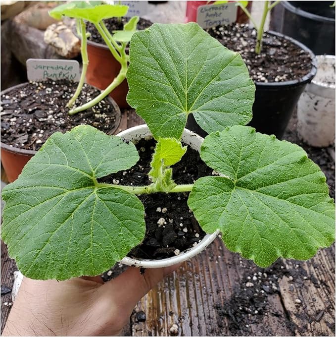 Seed Needs Pumpkin Seeds for Planting Small Sugar Pie Pumpkins - Non-GMO Heirloom & Untreated Vegetable Seeds to Plant a Home Grown Vegetable Garden/Pumpkin Patch (2 Packs)