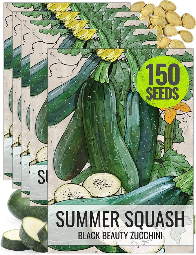 Seed Needs Zucchini Seeds for Planting Black Beauty Summer Squash - Non-GMO, Heirloom & Untreated - Prolific Yields of Delicious Zucchinis in a Home Grown Outdoor Vegetable Garden (5 Packs)