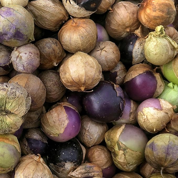 Seed Needs Tomatillo Seeds for Planting Purple Tomatillos - Non-GMO Heirloom & Untreated Annual Veggie Seed to Plant a Home Grown Vegetable Garden Outdoors (1 Pack)