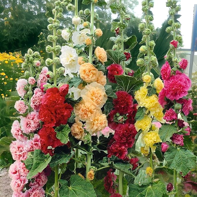 100pcs Double Hollyhock Seeds Radiant Rose - Mixed Colors, Non GMO Heirloom Garden Hardy Biennial, Vibrant & Tall Flowers - Ideal for Season-Long Blooms