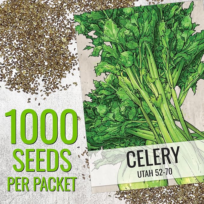 Seed Needs Celery Seeds for Planting Utah 52-70 Celery - Non-GMO, Heirloom & Untreated - Grow a Home Grown Outdoor Vegetable Garden for Fresh Produce (5 Packs)