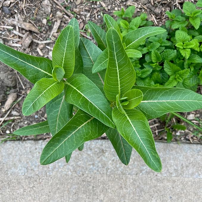 Seed Needs Milkweed Seeds to Plant a Butterfly Garden for Attracting Monarch Butterflies - Collection of Pink, Orange & White Asclepias Milk Weed Variety Pack (5 Packs)