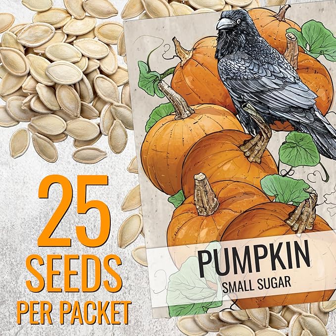 Seed Needs Pumpkin Seeds for Planting Small Sugar Pie Pumpkins - Non-GMO Heirloom & Untreated Vegetable Seeds to Plant a Home Grown Vegetable Garden/Pumpkin Patch (2 Packs)