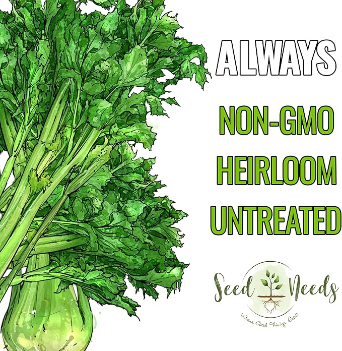 Seed Needs Celery Seeds for Planting Utah 52-70 Celery - Non-GMO, Heirloom & Untreated - Grow a Home Grown Outdoor Vegetable Garden for Fresh Produce (5 Packs)