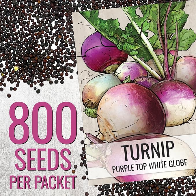 Seed Needs Turnip Seeds for Planting Purple Top White Globe Turnips - Non-GMO Heirloom & Untreated Vegetable Seed to Plant & Grow an Outdoor Home Grown Veggie Garden (1 Pack)