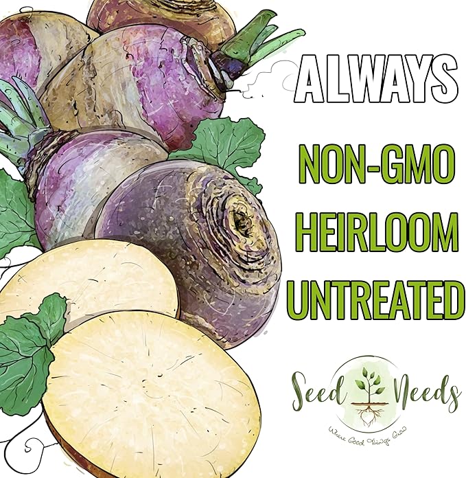 Seed Needs Rutabaga Seeds for Planting Purple Top Rutabagas - Non-GMO Heirloom & Open Pollinated Vegetable Seeds to Plant an Outdoor Home Grown Veggie Garden (5 Packs)