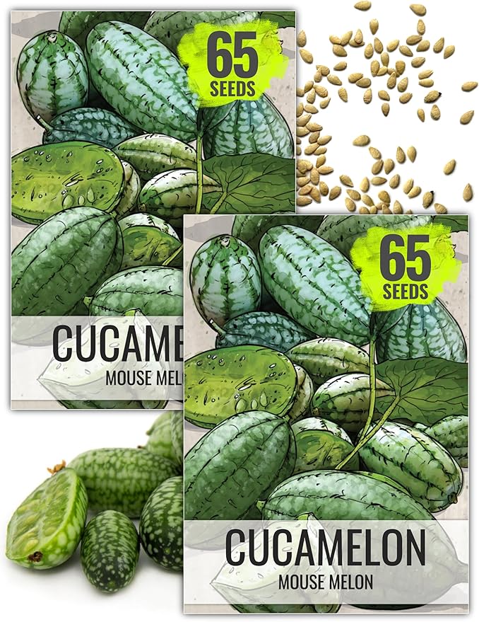 Seed Needs Cucamelon Seeds for Planting Mexican Sour Gherkin Miniature Mouse Melons - Non-GMO Heirloom & Untreated - Grow a Home Grown Indoor Outdoor Vegetable Garden (2 Packs)