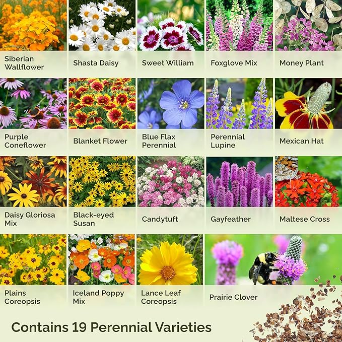 Eden Brothers All Perennial Wildflower Mixed Seeds for Planting, 1 lb, 480,000+ Seeds with Lupine, Shasta Daisy | Attracts Pollinators, Plant in Spring or Fall, Zones 3, 4, 5, 6, 7, 8, 9, 10