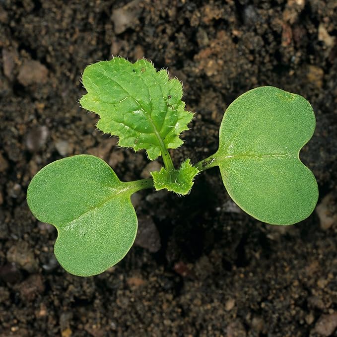 Seed Needs Turnip Seeds for Planting Purple Top White Globe Turnips - Non-GMO Heirloom & Untreated Vegetable Seed to Plant & Grow an Outdoor Home Grown Veggie Garden (1 Pack)