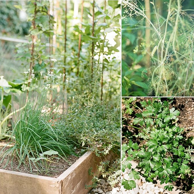 Sereniseed Certified Organic Herb Seeds (20-Pack) – Non GMO, Heirloom – Seed Starting Video