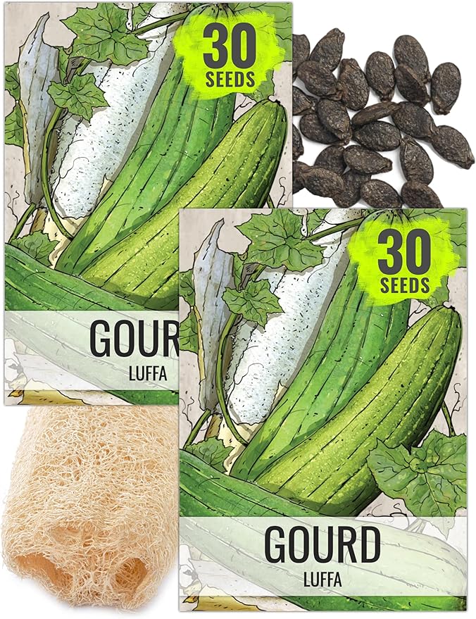 Seed Needs Luffa Seeds for Planting Loofah Sponge Gourds - Non-GMO Heirloom & Untreated Veggie Seed to Plant a Home Grown Outdoor Vegetable Garden (2 Packs)