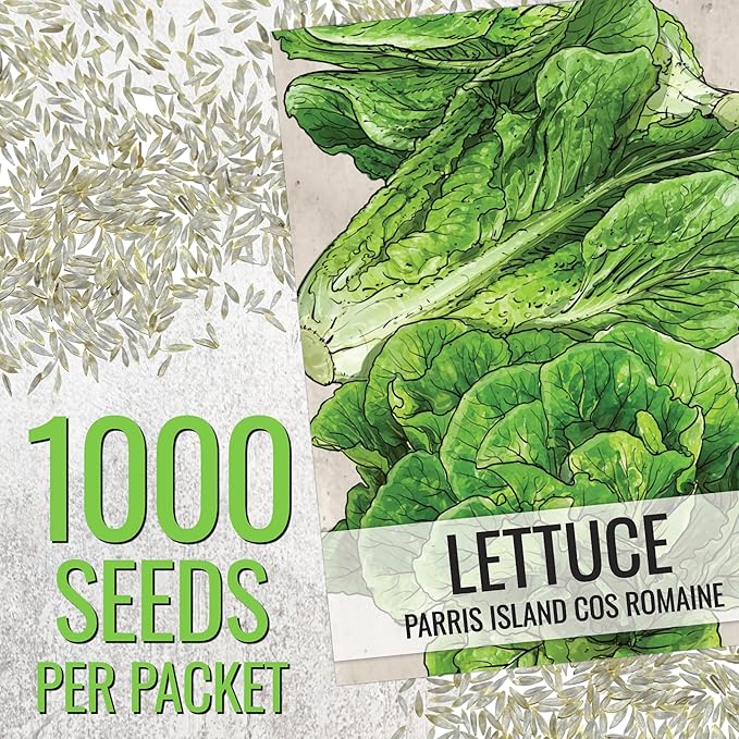 Seed Needs Romaine Lettuce Seeds for Planting Parris Island COS - Non-GMO Heirloom & Untreated Annual Cool Weather Crops - Grow a Home Grown Outdoor Vegetable Garden (2 Packs)