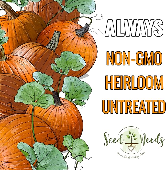 Seed Needs Connecticut Field Pumpkin Seeds for Planting | 1 Ounce Cucurbita Pepo Heirloom Vegetable Seeds Non GMO | American Field Favorite Carving Pumpkin | Bulk