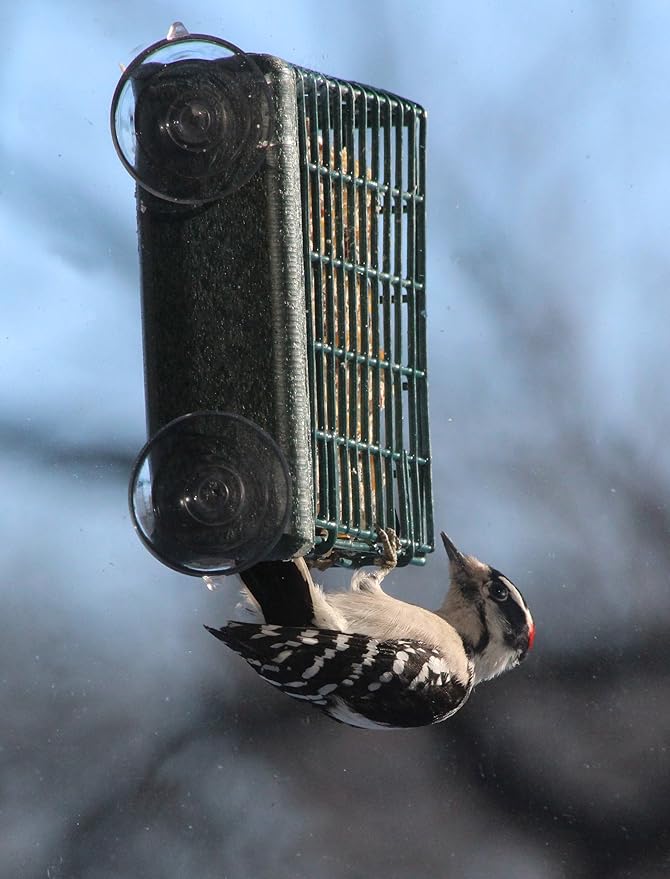 Kettle Moraine Window Mount Single Suet Cake Woodpecker Bird Feeder