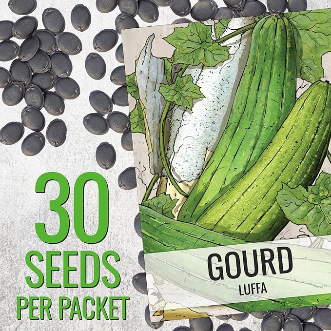 Seed Needs Luffa Seeds for Planting Loofah Sponge Gourds - Non-GMO Heirloom & Untreated Veggie Seed to Plant a Home Grown Outdoor Vegetable Garden (2 Packs)