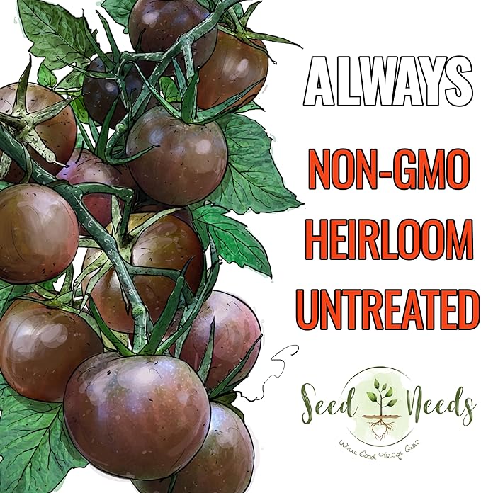 Seed Needs Tomato Seeds for Planting Black Cherry Tomatoes - Non-GMO Heirloom & Untreated Indeterminate Variety to Plant a Home Grown Outdoor Vegetable Garden (5 Packs)