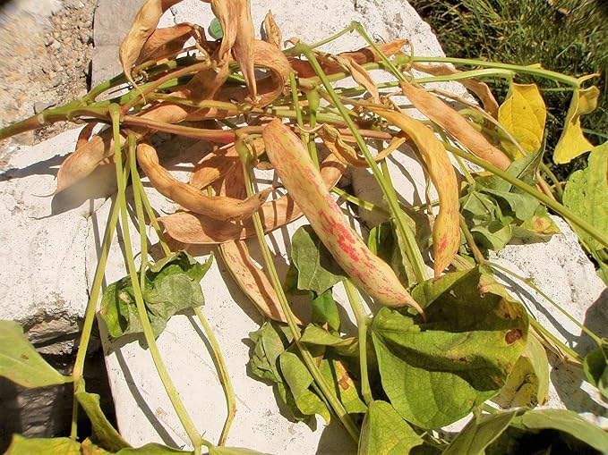 TomorrowSeeds - Pinto Bean Seeds - 30+ Count - for 2025 Planting Heirloom Spanish Speckled Bush Shell Broad Beans Garden Vegetable Fresh Grow Your Own Home Farm Patio Healthy Sustainable Living Seed
