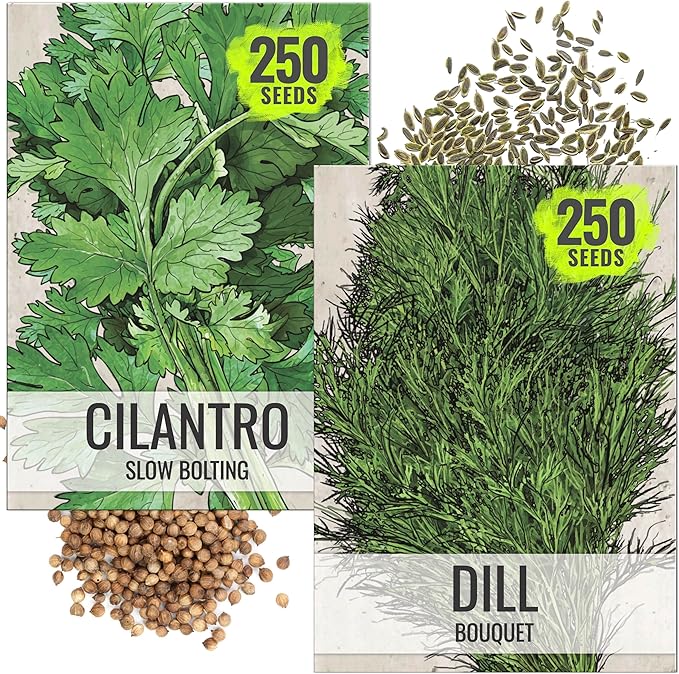 Seed Needs Cilantro & Dill Seeds for Planting Fresh Kitchen Herbs - Non-GMO Heirloom & Untreated Perennial Herb Seed to Plant a Culinary Garden Indoors or Outdoors (2 Packs)