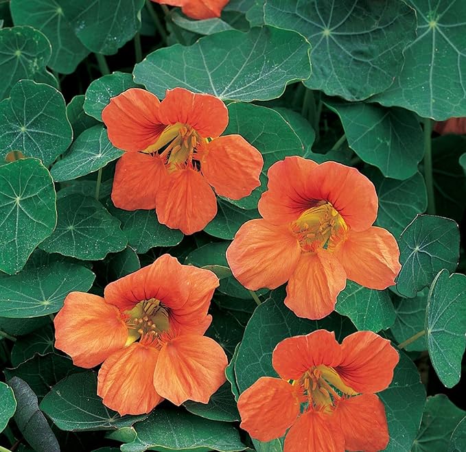 Burpee Vesuvius Nasturtium Seeds 50 seeds