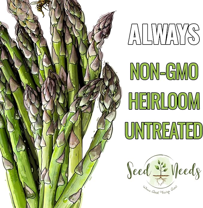 Seed Needs Asparagus Seeds for Planting Mary Washington Asparagus - Non-GMO Heirloom & Untreated Perennial Vegetable Seed to Plant an Outdoor Home Grown Garden (1 Pack)