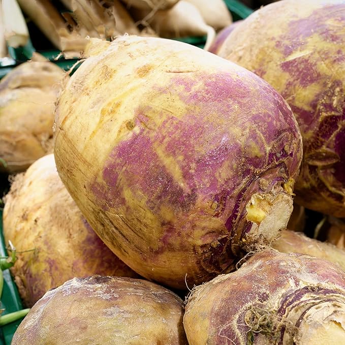 Seed Needs Rutabaga Seeds for Planting Purple Top Rutabagas - Non-GMO Heirloom & Open Pollinated Vegetable Seeds to Plant an Outdoor Home Grown Veggie Garden (1 Pack)