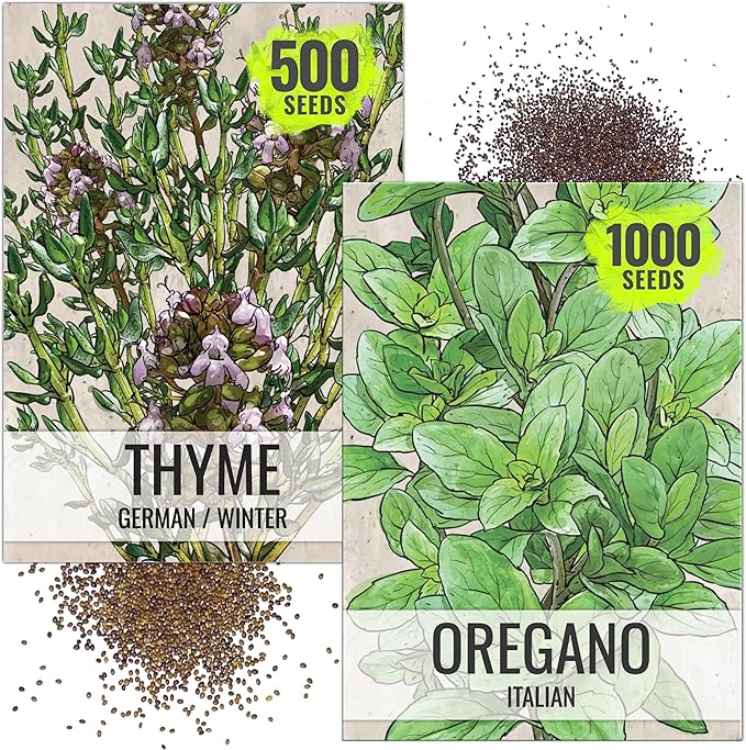 Seed Needs Thyme & Oregano Seeds for Planting Fresh Kitchen Herbs - Non-GMO Heirloom & Untreated Perennial Herb Seed to Plant a Culinary Garden Indoors or Outdoors (2 Packs)