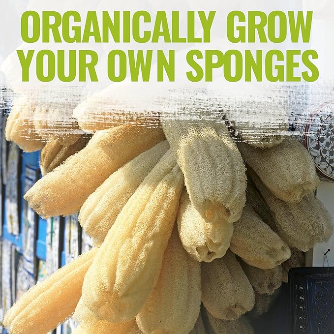Seed Needs Luffa Seeds for Planting Loofah Sponge Gourds - Non-GMO Heirloom & Untreated Veggie Seed to Plant a Home Grown Outdoor Vegetable Garden (2 Packs)