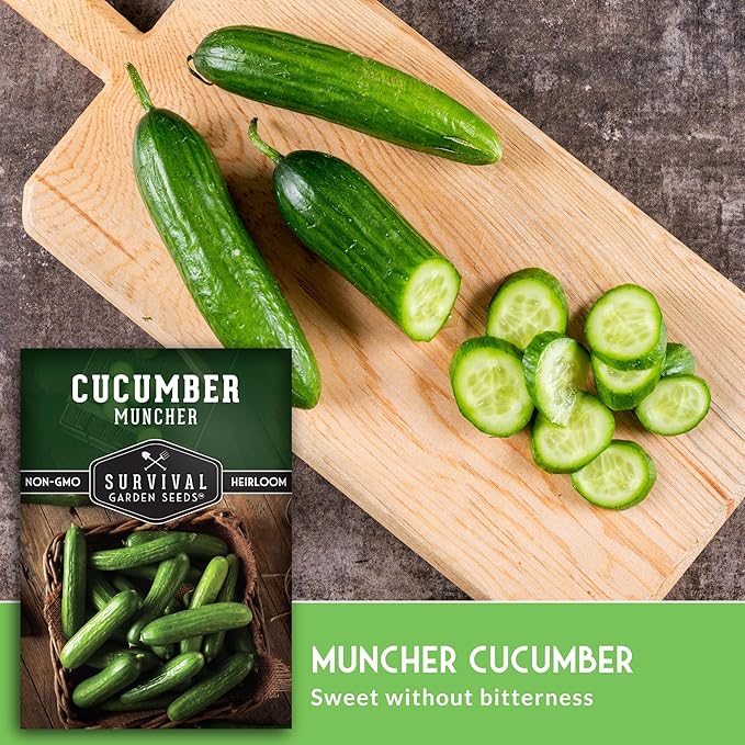 Muncher Cucumber Seeds for Planting | Burpless Variety with Smooth Skin for Snacking or Slicing – Survival Garden Seeds (2 Packs)