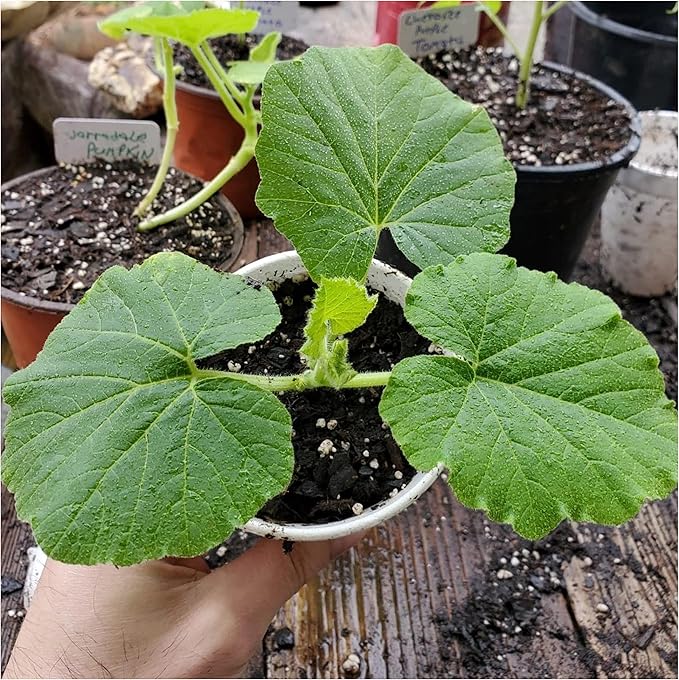 Seed Needs Pumpkin Seeds for Planting Blue Jarrahdale Pumpkins - Non-GMO Heirloom & Untreated Cucurbita Maxima Seed to Plant an Outdoor Home Grown Vegetable Garden (2 Packs)