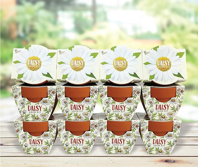BUZZY Seeds Daydream Mini Terracotta Pots 12-Pack with Daisy Seed Packets – All-in-One Starter Set with Growing Medium and Easy Instructions, Gardening Gift, Wedding Favors, Corporate Gifting