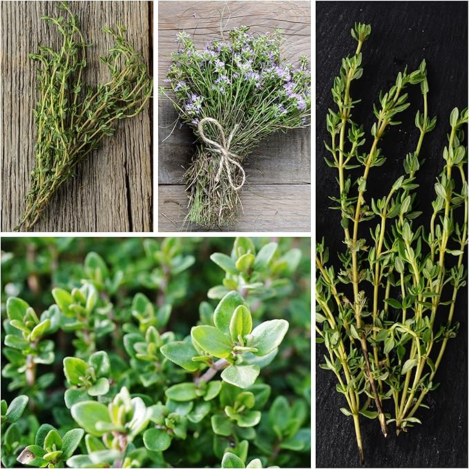 Seed Needs Thyme & Oregano Seeds for Planting Fresh Kitchen Herbs - Non-GMO Heirloom & Untreated Perennial Herb Seed to Plant a Culinary Garden Indoors or Outdoors (2 Packs)