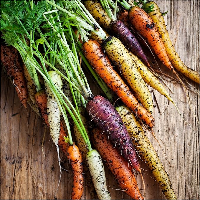 Seed Needs Rainbow Carrot Seeds for Planting Multicolor Carrots - Non-GMO Heirloom & Untreated Veggie Seed to Grow a Home Grown Vegetable Garden in Fall or Spring (2 Packs)