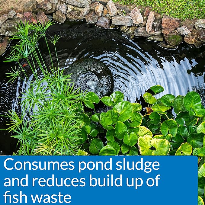 API POND-ZYME SLUDGE DESTROYER Pond Cleaner With Natural Pond Bacteria And Barley, 8oz container (146)